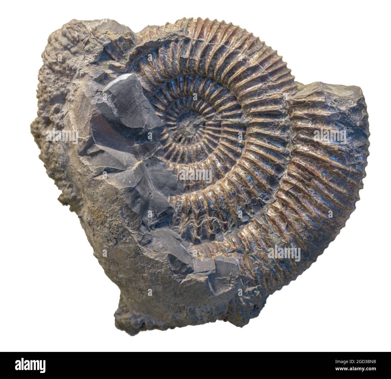 Mollusque de céphalopodes - ammonit speetoniceras inversum Banque D'Images