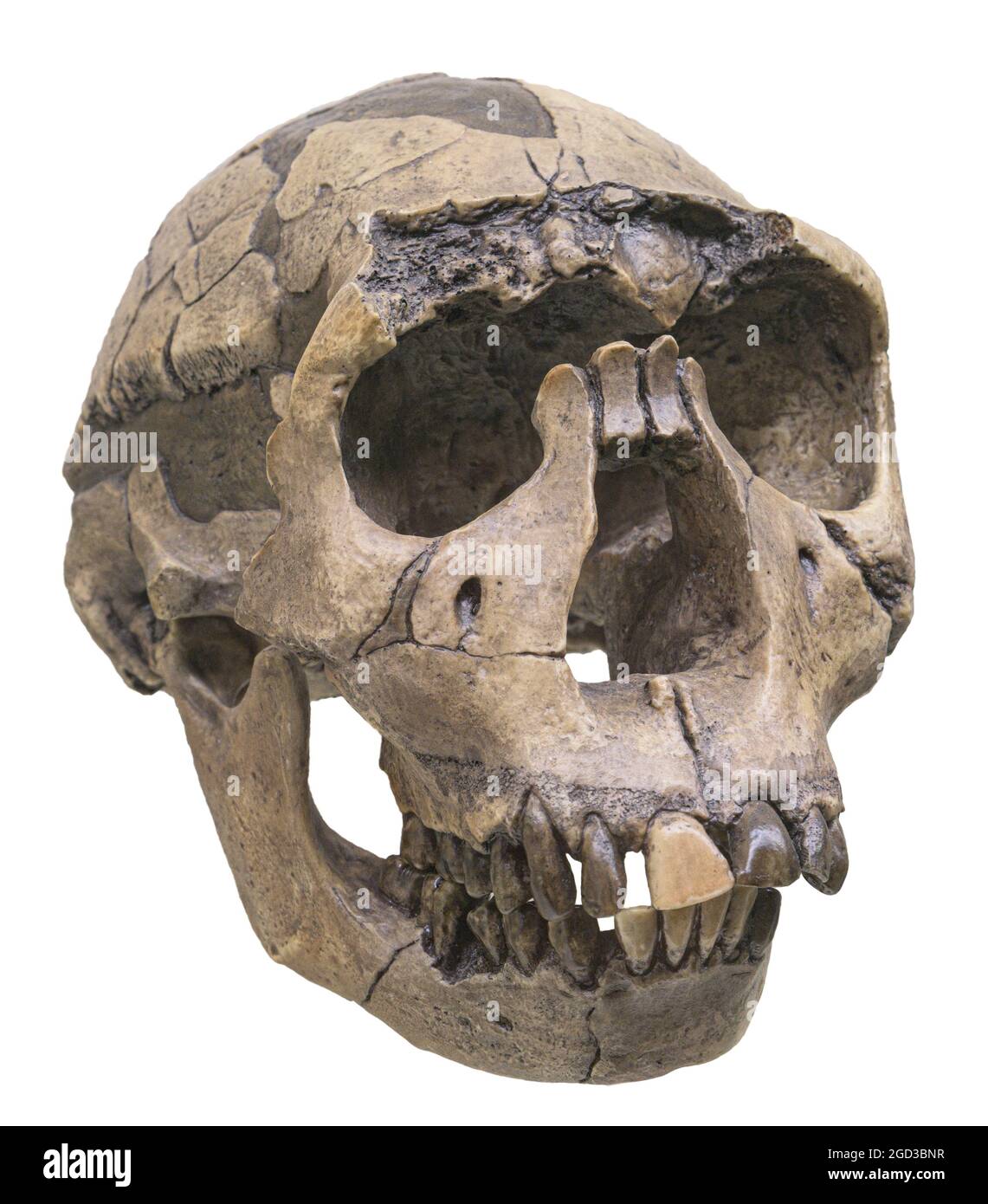Crâne de Homo ergaster. Pléistocène précoce. Homo erectus ou Homo erectus ergaster africains Banque D'Images