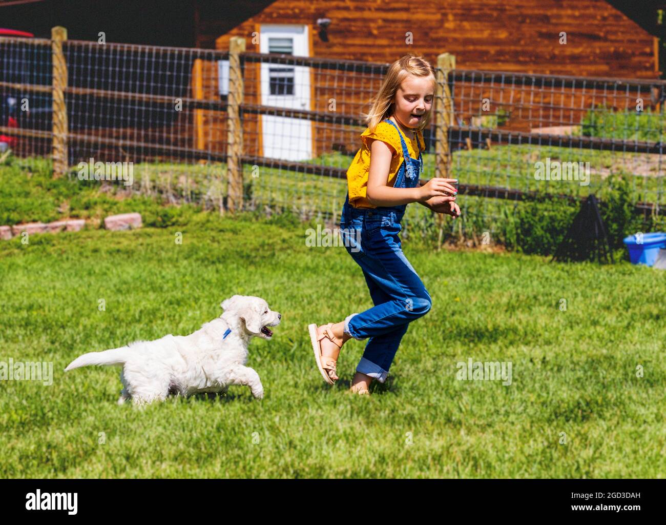 Jeune fille jouant sur l'herbe avec des chiots Platinum ou Golden Retriever de couleur crème de six semaines. Banque D'Images