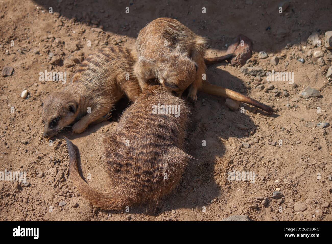 Vue de dessus de la famille de suris jouant sur le sable Banque D'Images