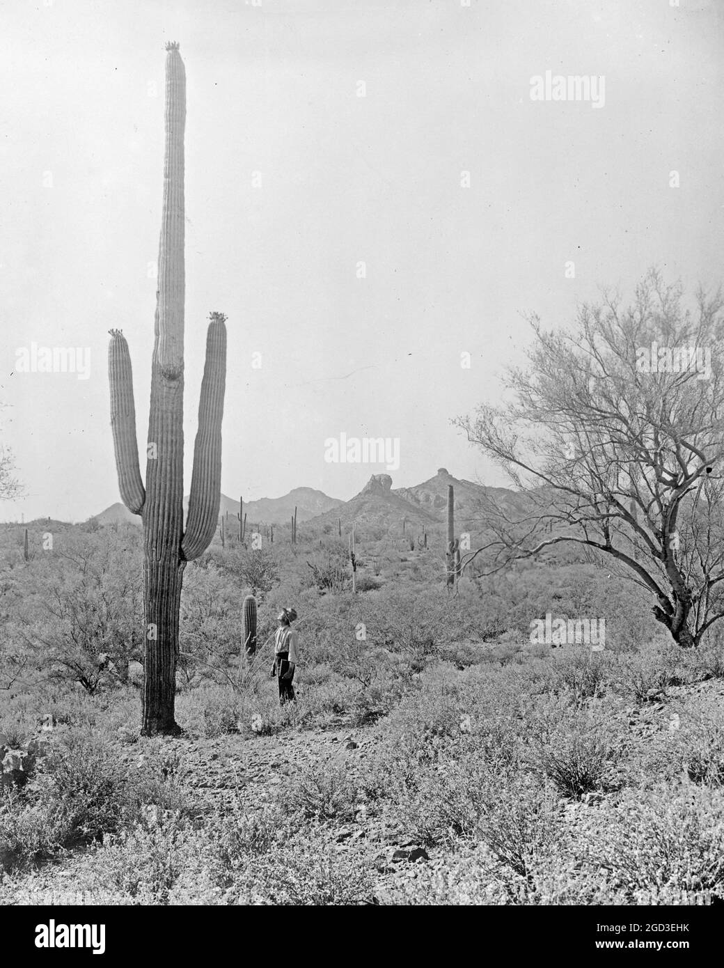 Salt River Project, [Arizona] entre 1910 et 1925 Banque D'Images
