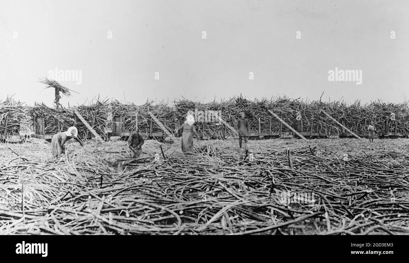 Récolte de canne à sucre, îles hawaïennes environ entre 1910 et 1920 Banque D'Images