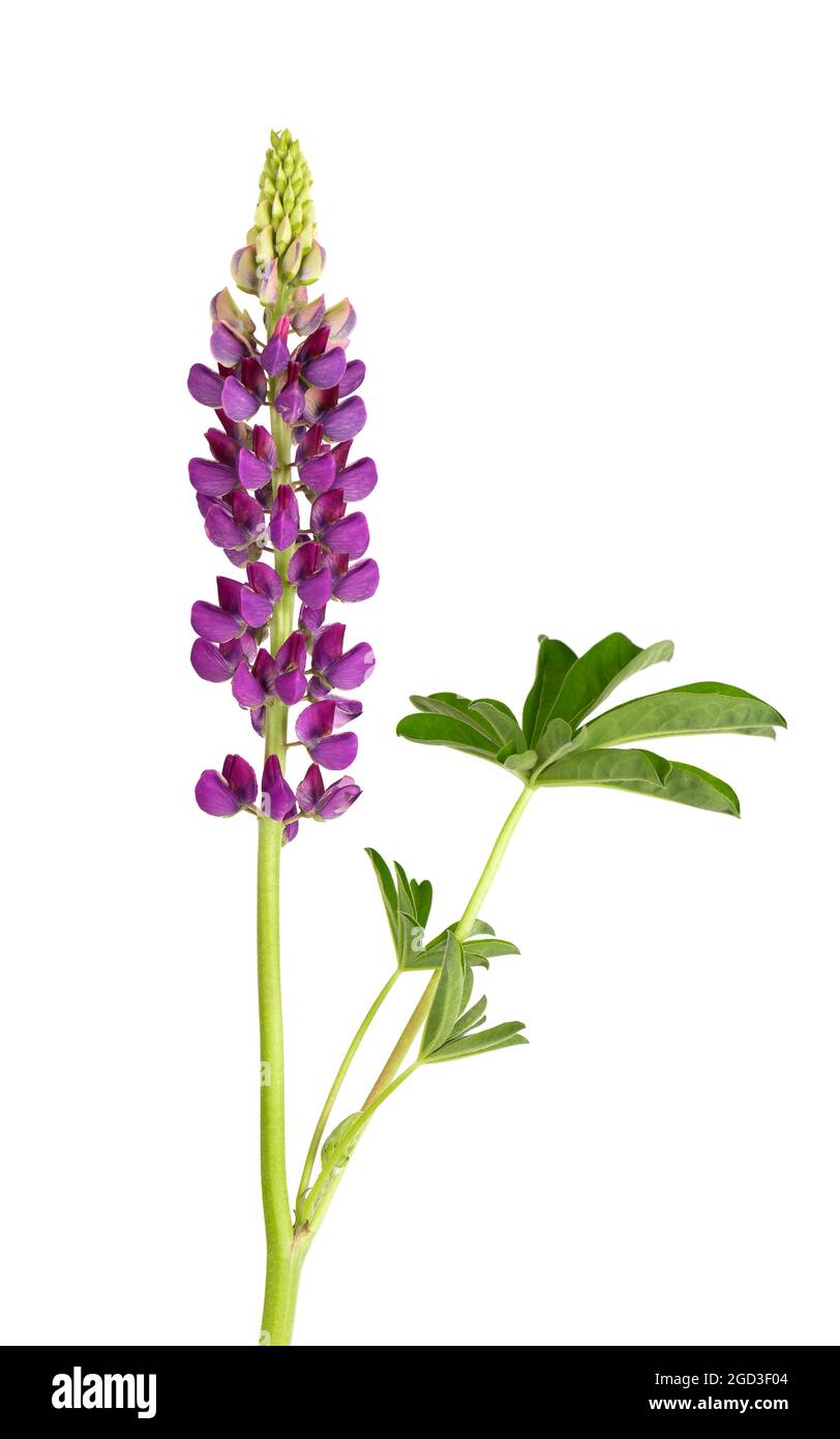 Fleur lupin violette isolée sur fond blanc. Lupinus ou haricot loup. Belles fleurs d'été. Banque D'Images