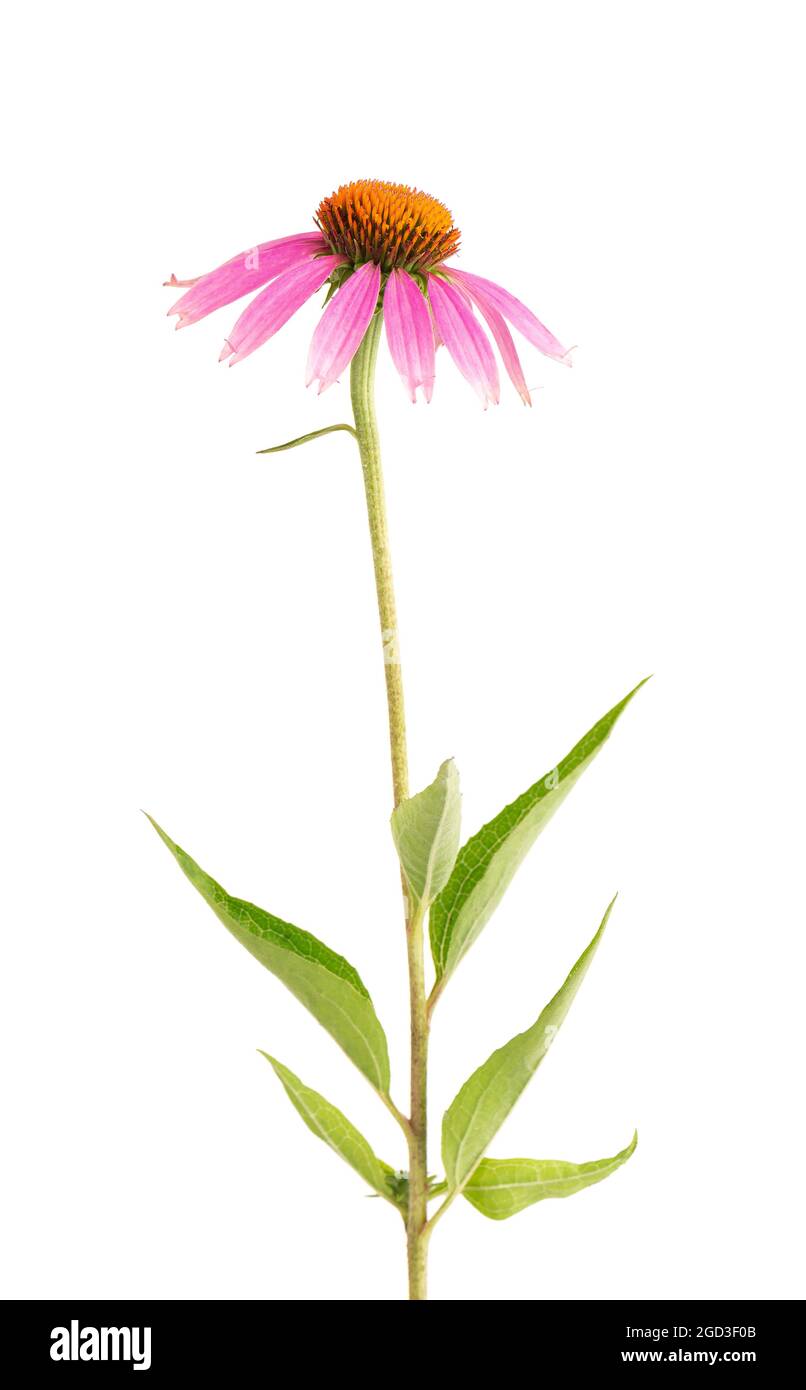 Echinacea purpurea fleurs isolées sur fond blanc. Plante médicinale à base de plantes. Banque D'Images