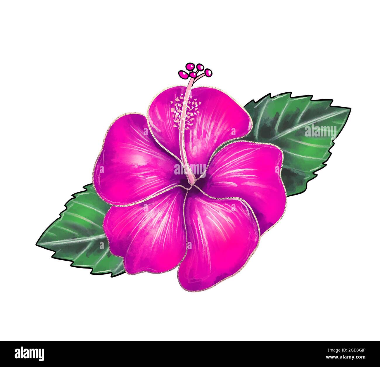 Illustration d'un dessin coloré de fleurs d'hibiscus gros plan de lilas avec des feuilles vertes sur fond blanc isolé. Illustration de haute qualité Banque D'Images