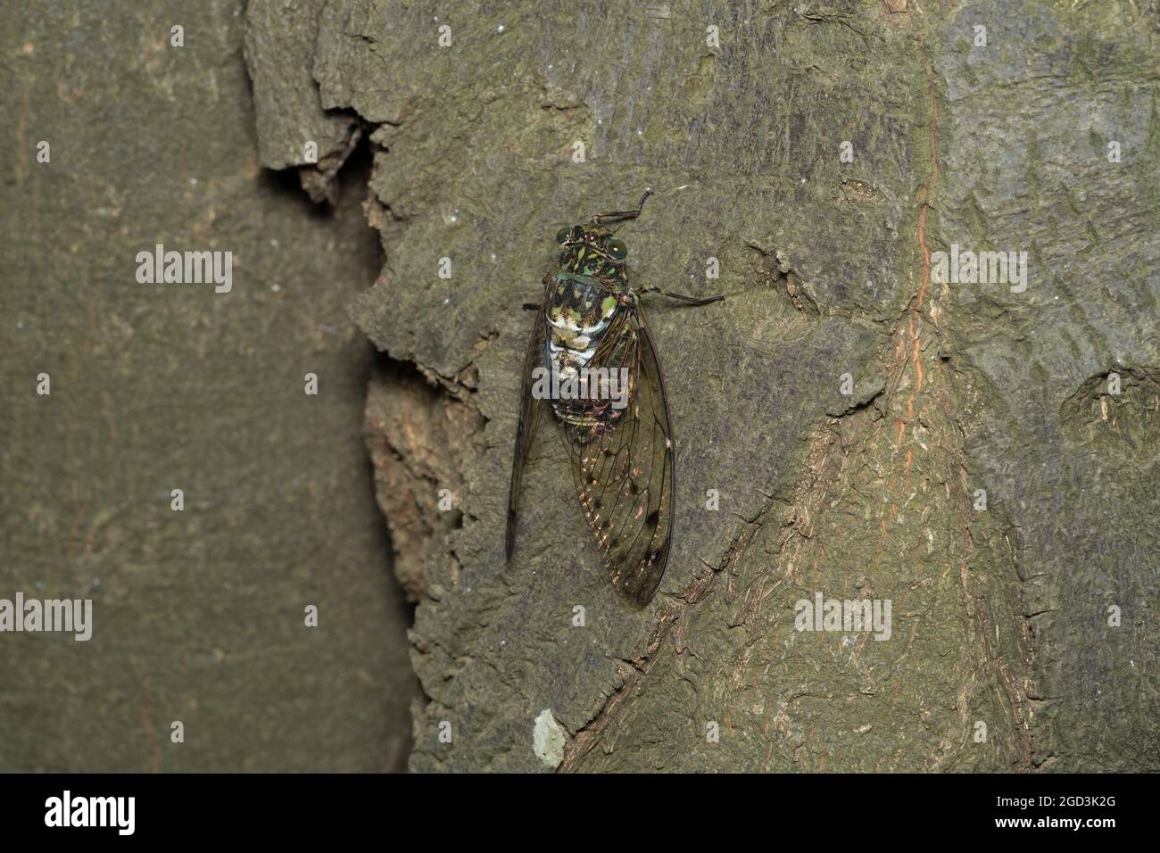 Min-min cicada ( Hyalessa maculaticollis ), ville d'Isehara, préfecture de Kanagawa, Japon Banque D'Images