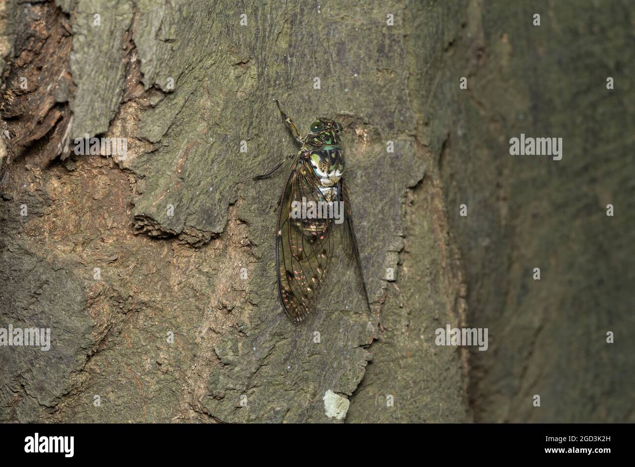 Min-min cicada ( Hyalessa maculaticollis ), ville d'Isehara, préfecture de Kanagawa, Japon Banque D'Images