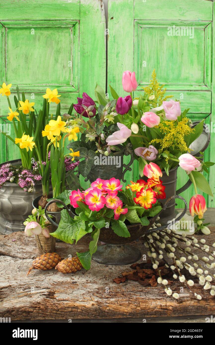 botanique, contenant de étain rempli de tulipes, de narcisse et de polyanthus, DROITS-SUPPLÉMENTAIRES-AUTORISATION-INFO-NON-DISPONIBLES Banque D'Images