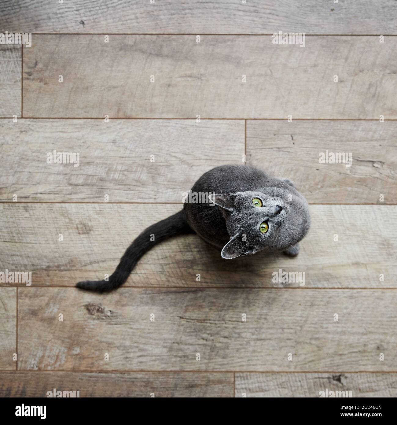 Le Chat Bleu Russe Gris Est Assis Sur Un Plancher En Bois Lamine Et Regarde Et Leche Son Museau Vue De Dessus Photo Stock Alamy