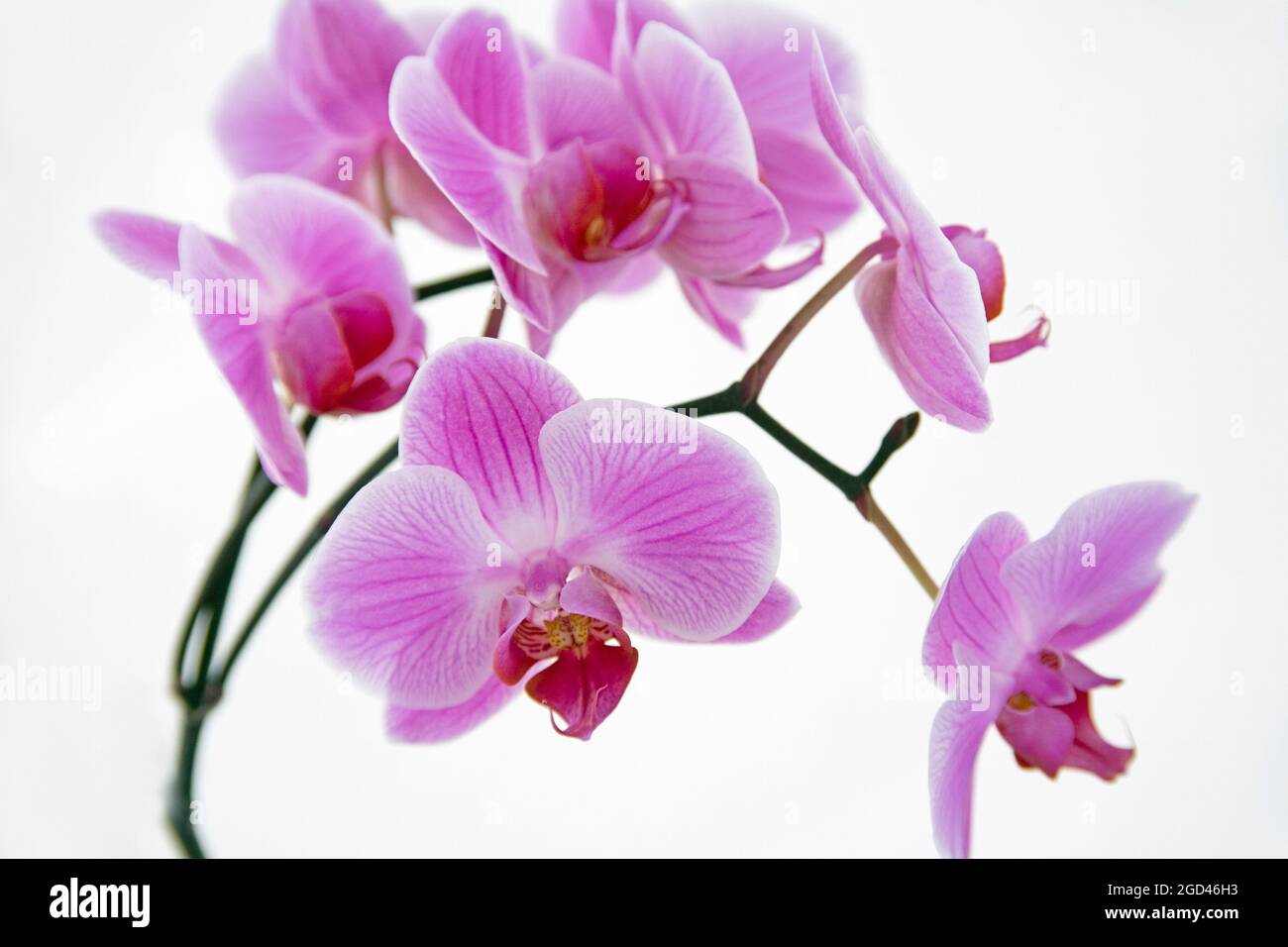 botanique, orchidée (cymbidium), DROITS-SUPPLÉMENTAIRES-AUTORISATION-INFO-NON-DISPONIBLE Banque D'Images