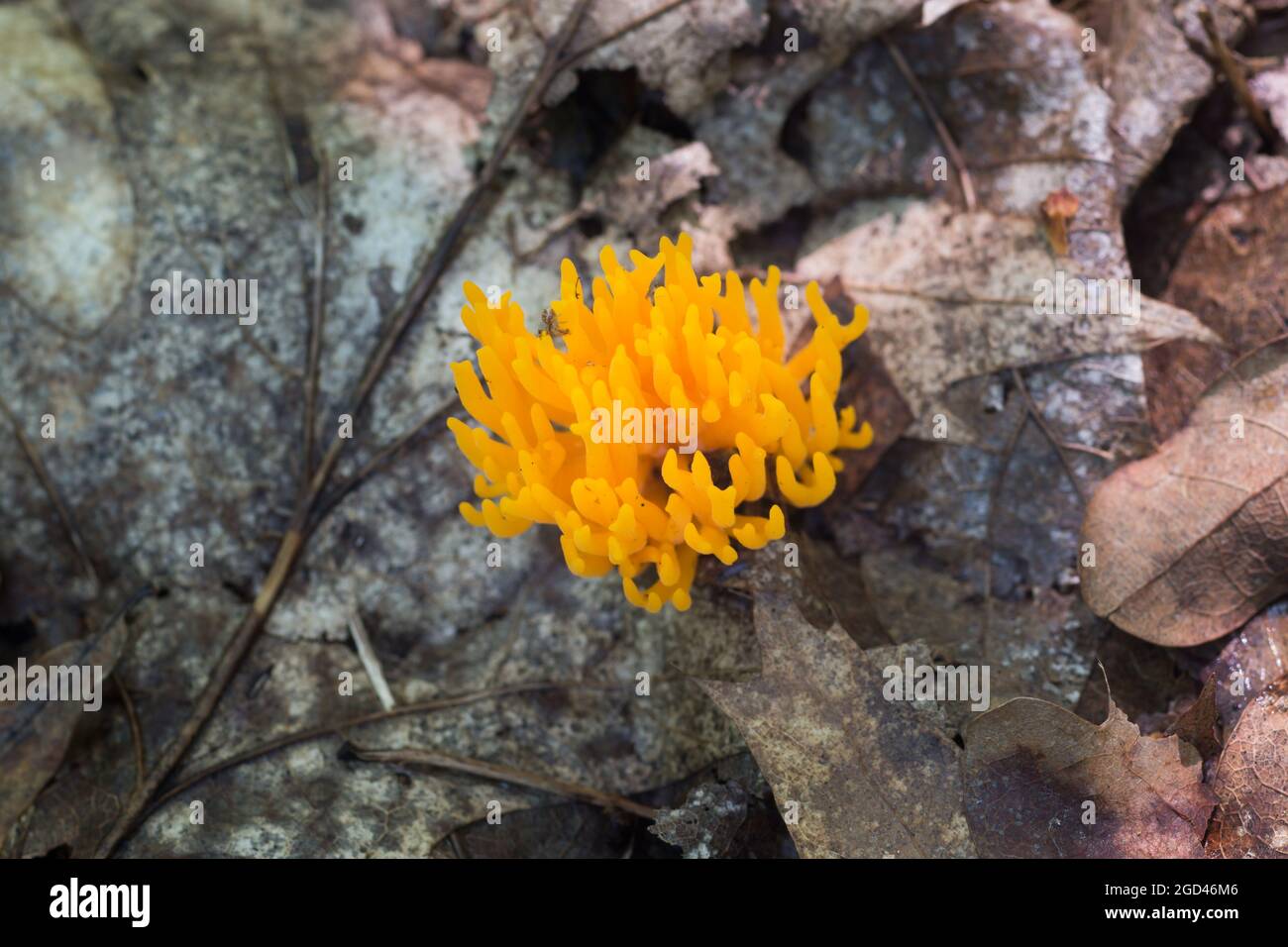 orange alocera viscosa, champignon jaune stagshorn dans la forêt de gros plan foyer sélectif Banque D'Images