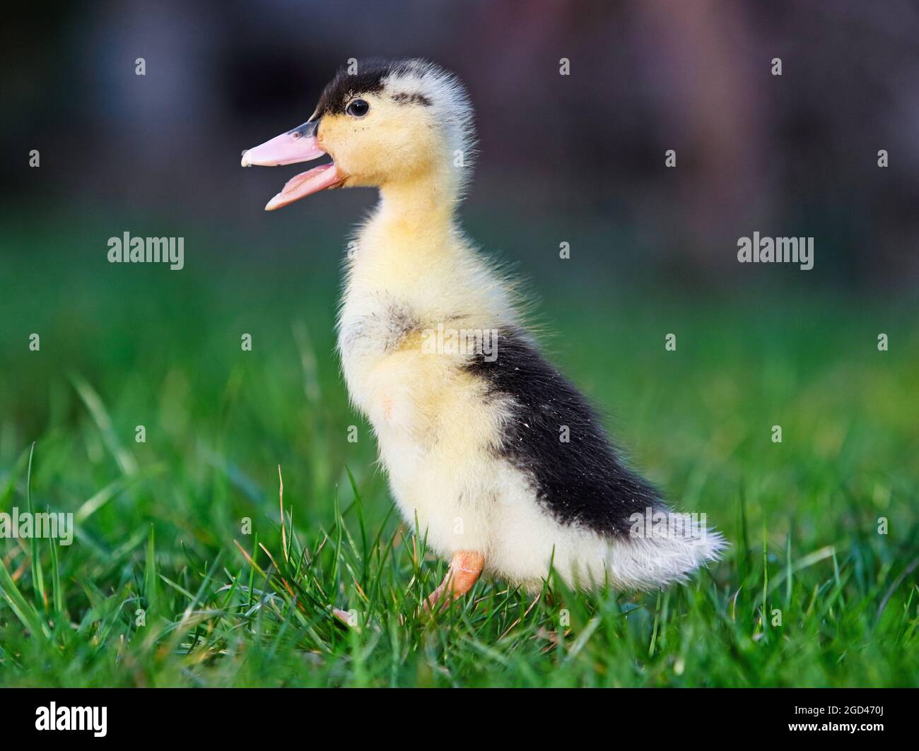 Bébé canard dans l'herbe de grém, nature Banque D'Images