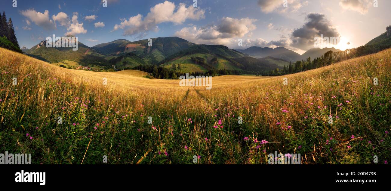 Prairie d'été avec fleurs sauvages dans la montagne de Slovaquie, Terchova Banque D'Images