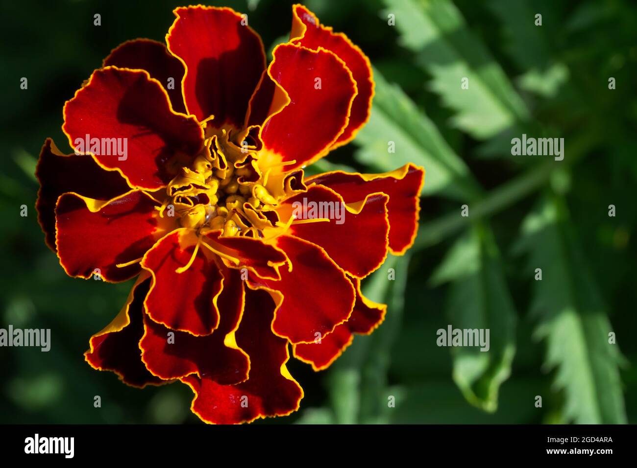 Une fleur de marigold, gros plan. Photo macro d'une fleur rouge. Tagetes patula, le marigot français, est une espèce de plante à fleurs dans le DAISY Banque D'Images