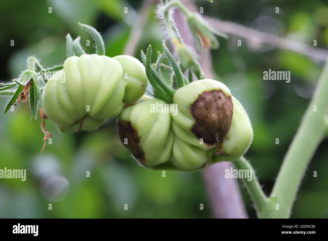 Pourriture supérieure des tomates. Maladie causée par une carence en calcium dans le sol. Banque D'Images