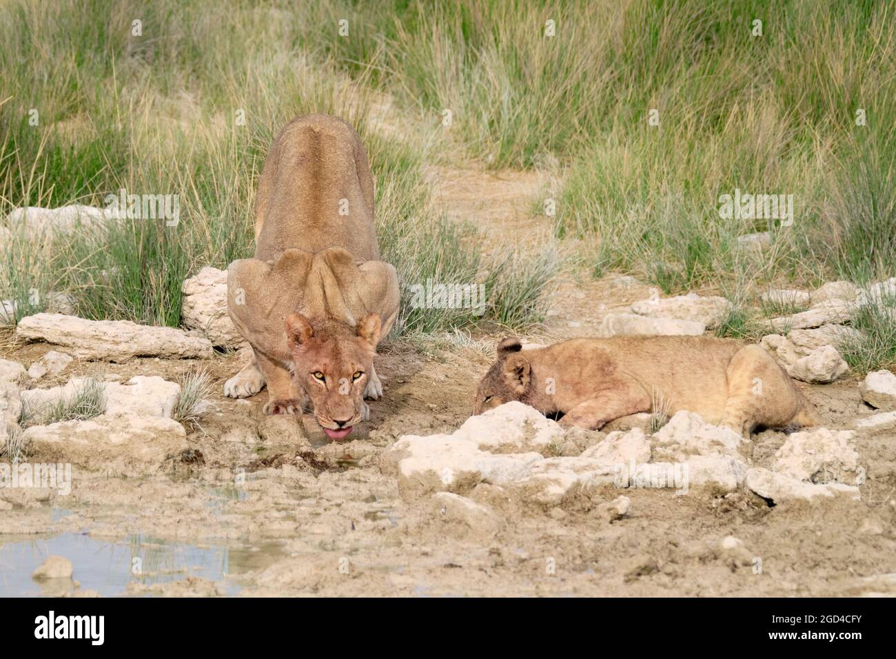 Lioness (Panthera Leo) et bébé lion boire. Parc national d'Etosha, Namibie, Afrique Banque D'Images