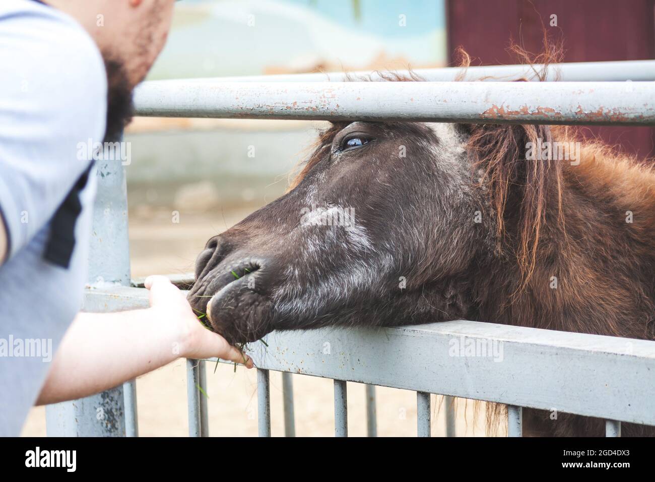 Homme nourrissant un poney brun avec de l'herbe à travers la clôture au zoo gros plan. Banque D'Images
