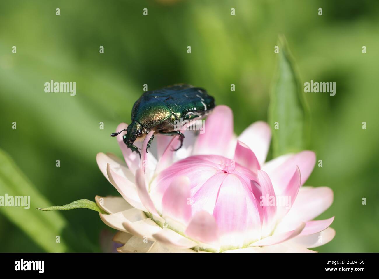 Cetonia aurata coléoptère doré sur la fleur de gros plan Banque D'Images