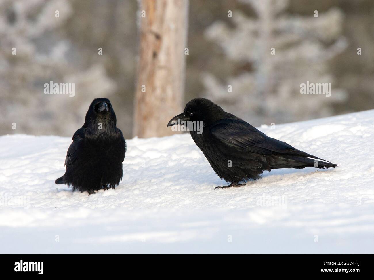 Corbeau commun (Corvus corax) dans la neige en hiver Banque D'Images