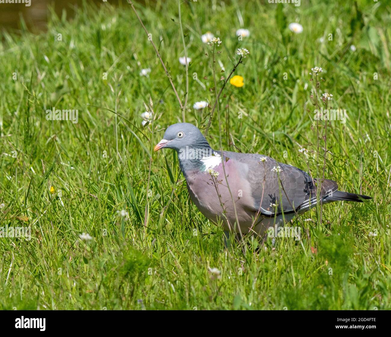 Pigeon de bois commun (Columba palumbus) en gras sur le Texel Banque D'Images