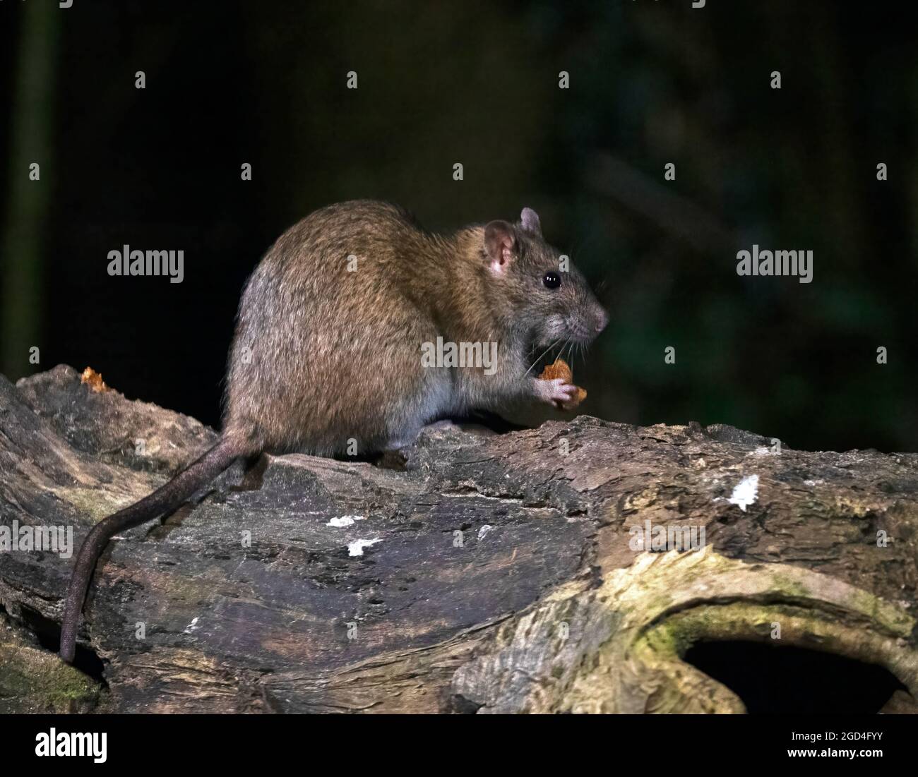 Rat brun (Rattus norvegicus) manger pendant la nuit Banque D'Images