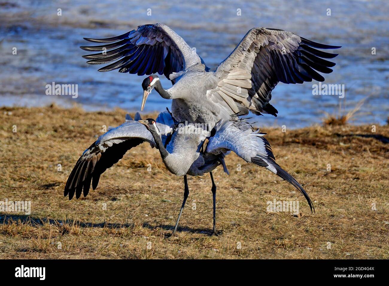 Les grues d'Eurasie Banque D'Images