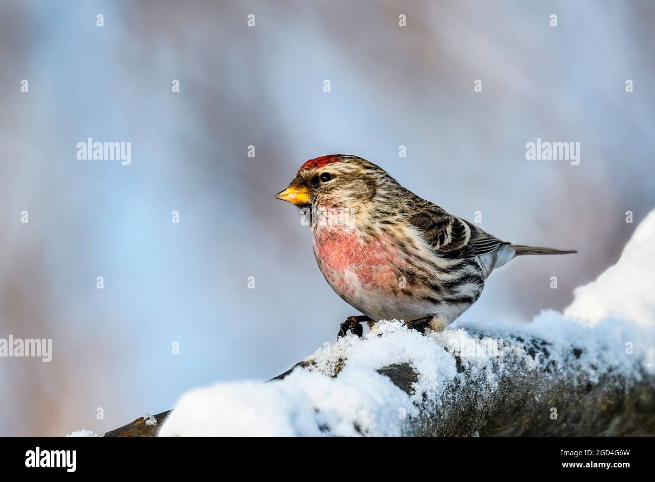 Sizerin flammé Banque D'Images