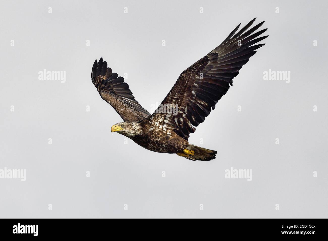 Survol du jeune aigle à tête blanche Banque D'Images