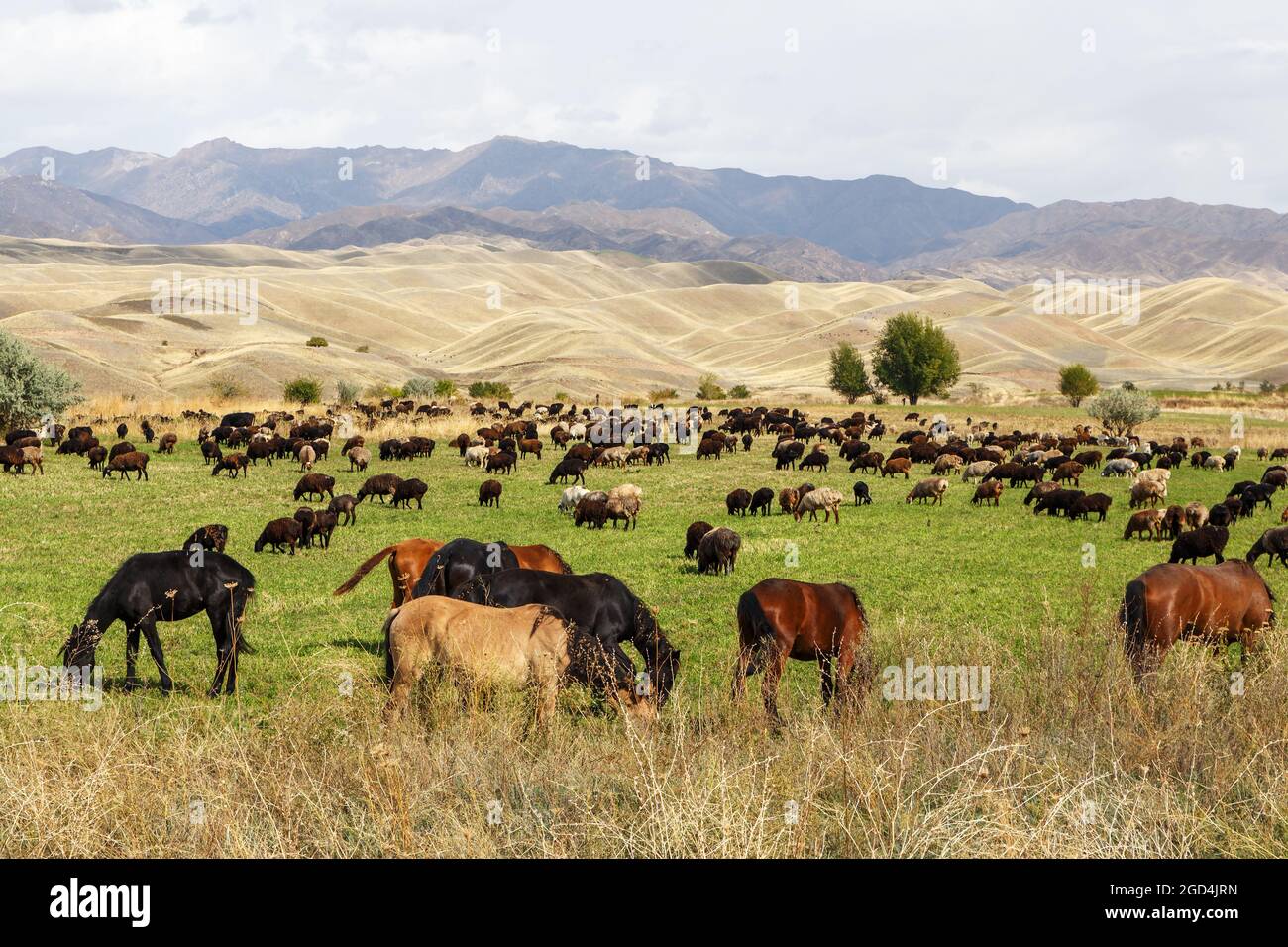 Pâturage au Kirghizistan. Un troupeau de moutons et de chevaux se broutent dans un pré dans les montagnes. Banque D'Images