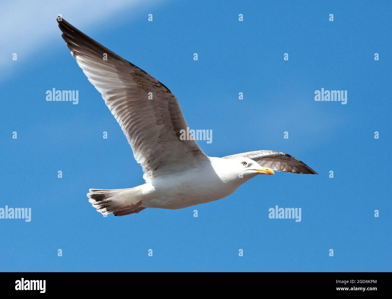European Herring Gull (Larus argentatus) adulte en vol Banque D'Images
