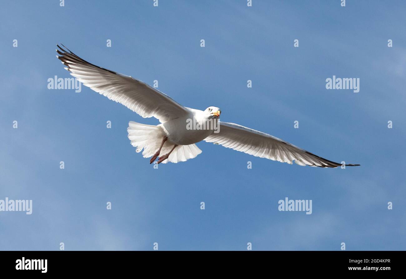 European Herring Gull (Larus argentatus) adulte en vol Banque D'Images
