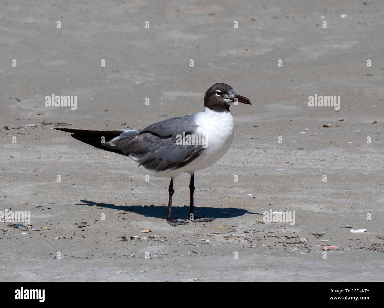 Rire Gull (Larus atricilla) sur la plage de Daytona (Floride) en août Banque D'Images