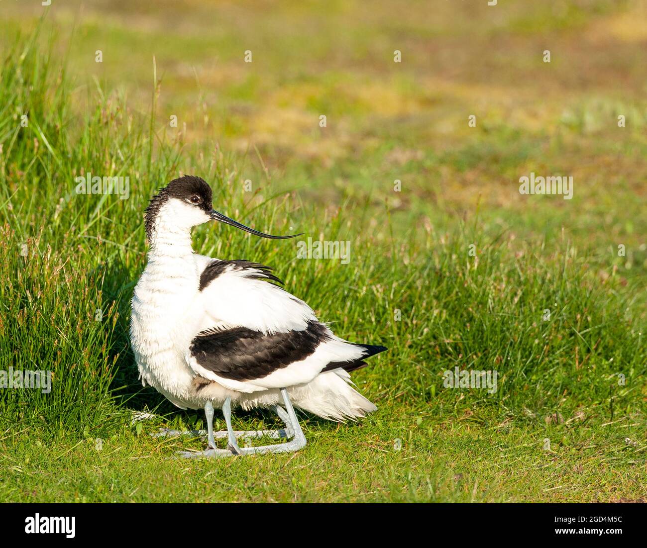 Pied Avocet (Recurvirostra avosetta) adulte perché sur du gras avec poussin sous le corps Banque D'Images