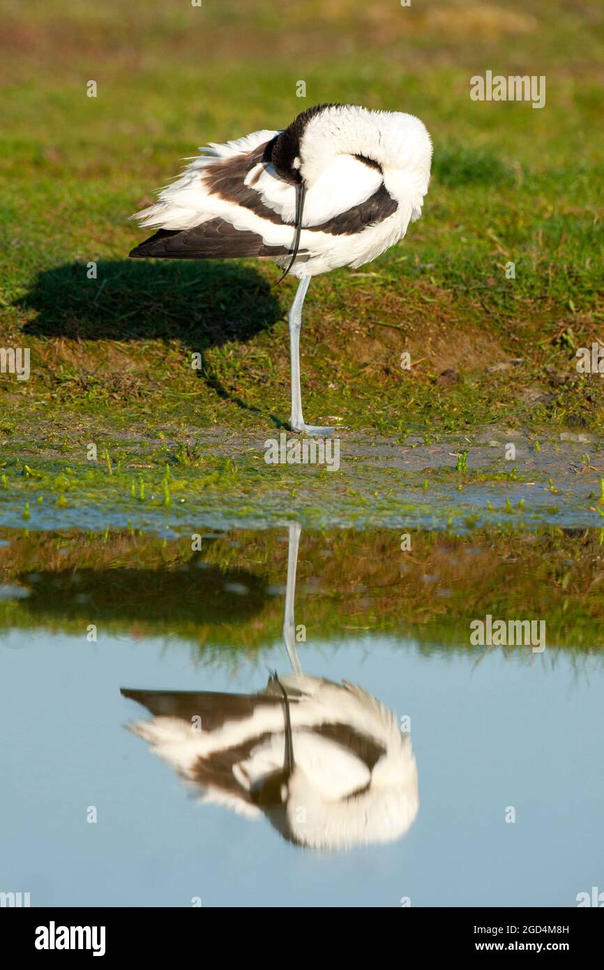 Pied Avocet (Recurvirostra avosetta) adulte préentant dans l'eau Banque D'Images