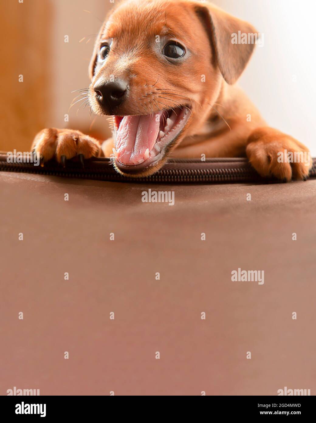 Portrait D Un Chiot Drole Un Charmant Petit Chien Bebe Mini Broche Un Animal Mignon Un Animal Charmant Photo Stock Alamy