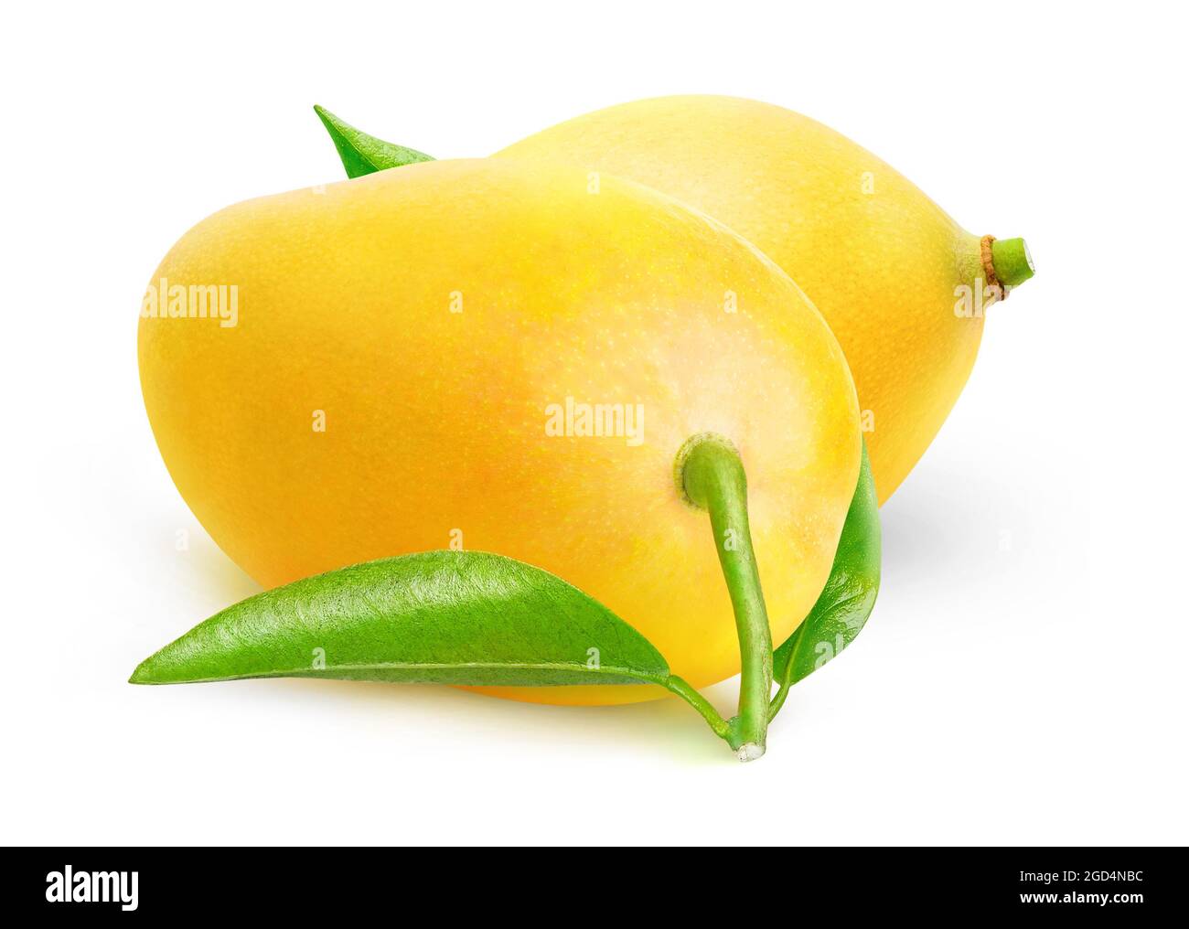 Deux mangues thaïlandaises jaunes dont la feuille est isolée sur fond blanc Banque D'Images