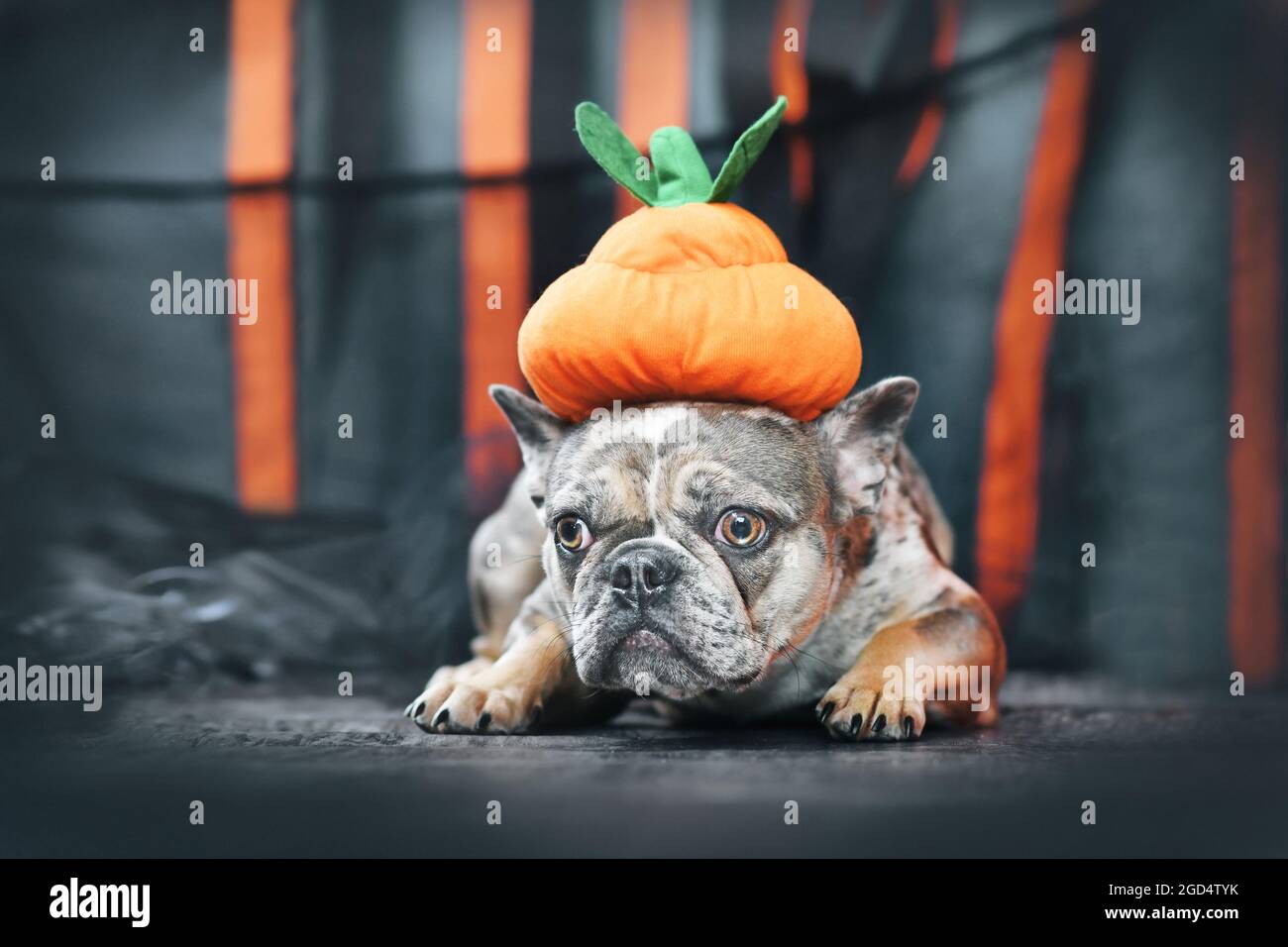 Chien Bulldog français Merle portant un chapeau de costume de citrouille d'Halloween devant des banderoles en papier noir et orange Banque D'Images Chien Bulldog français Merle portant un chapeau de costume de citrouille d'Halloween devant des banderoles en papier noir et orange Banque D'Images