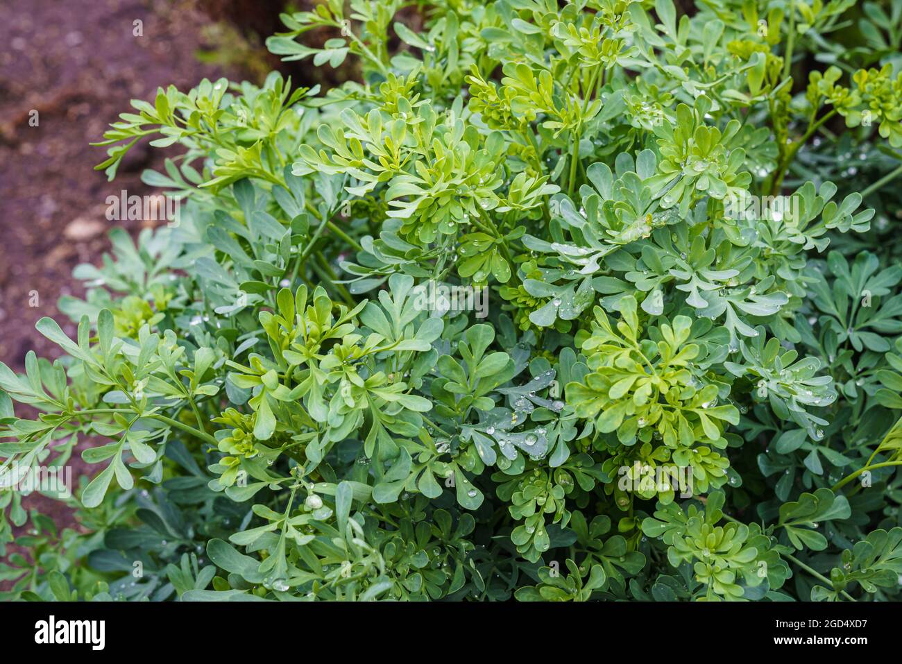 Rue commune ou herbe de grâce (Ruta graveolens) plante à base de plantes dans le jardin. Herbe médicinale. Banque D'Images