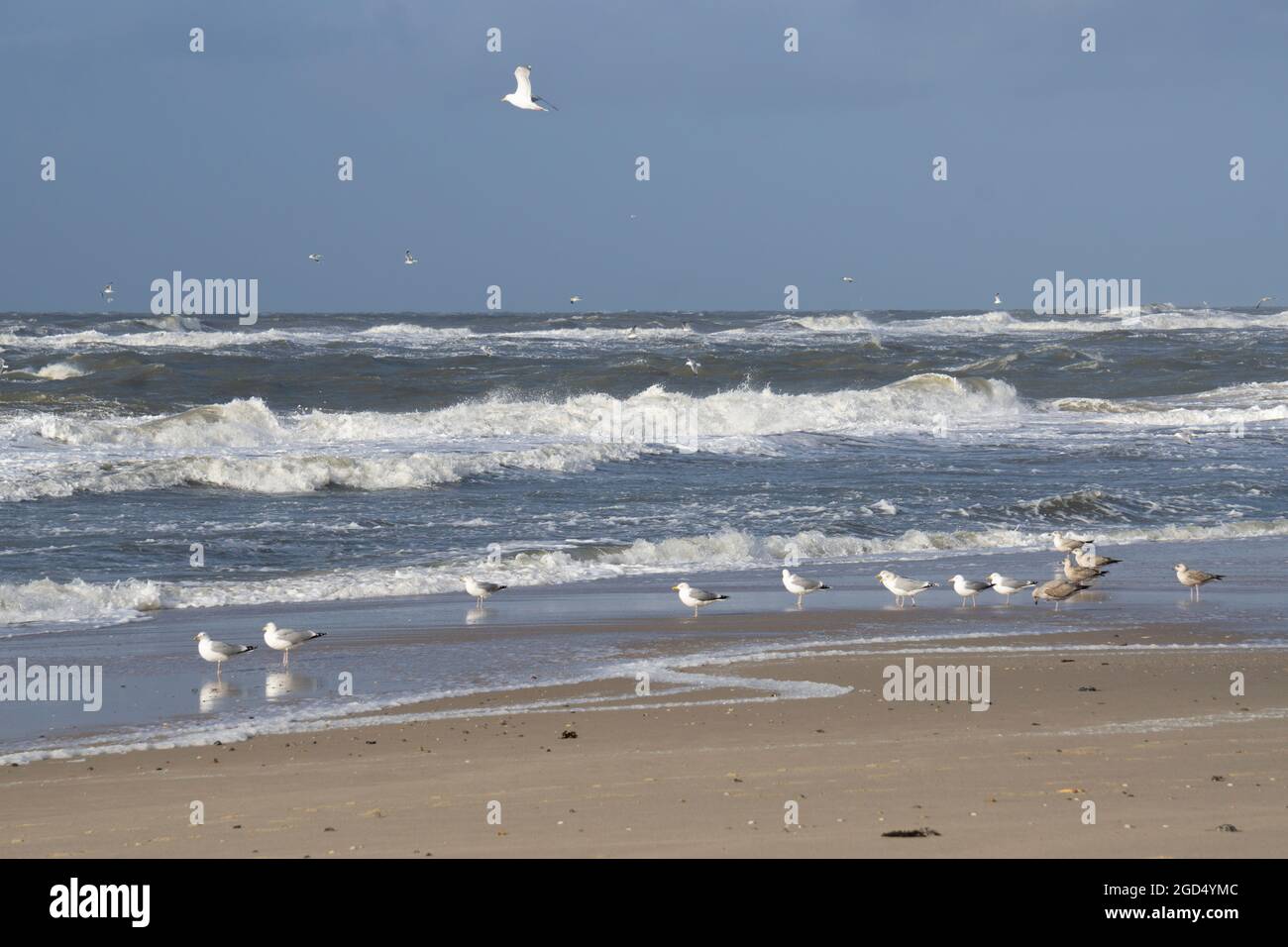 Géographie / voyage, Allemagne, Schleswig-Holstein, ile de Frise du Nord, Sylt, Côte de la mer du Nord, INFO-DROITS-AUTORISATION-SUPPLÉMENTAIRES-NON-DISPONIBLE Banque D'Images