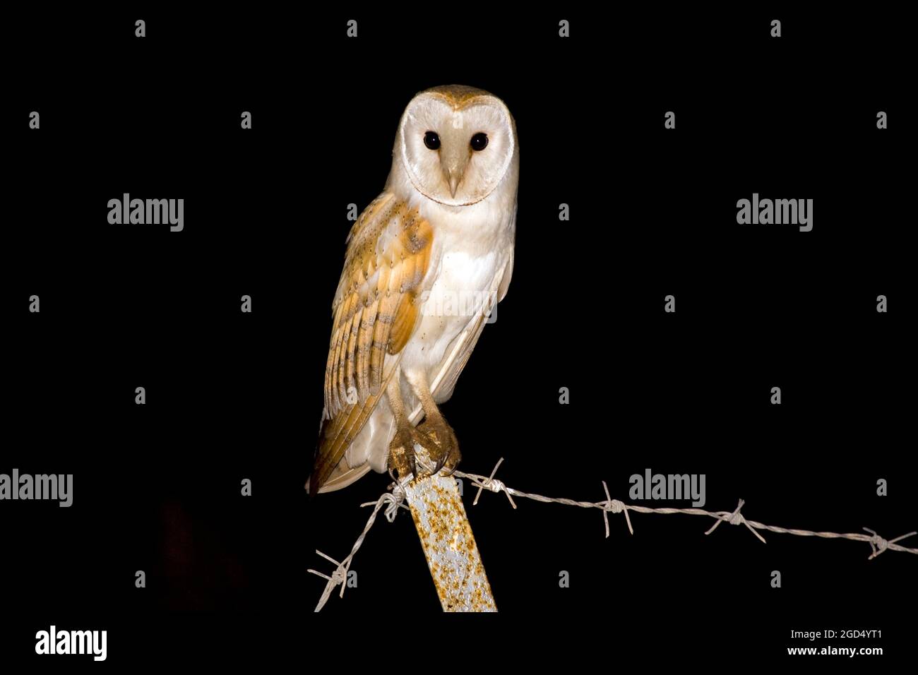 Effraie des clochers (Tyto alba) sur une branche dans la nuit, Carmel, Israël Banque D'Images