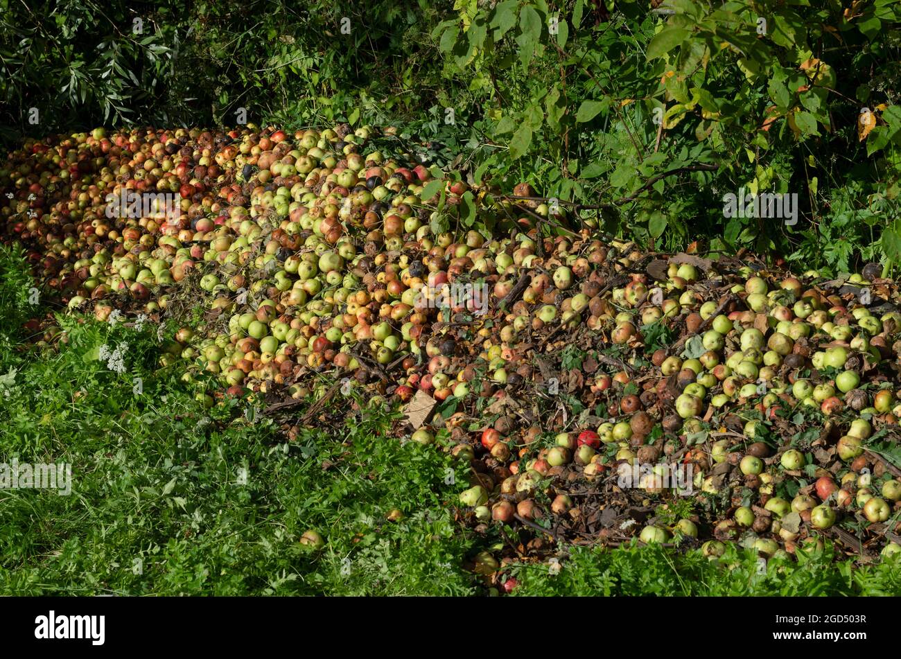 Pommes gâtées dans une grande pile à la périphérie d'un verger dans le village Banque D'Images