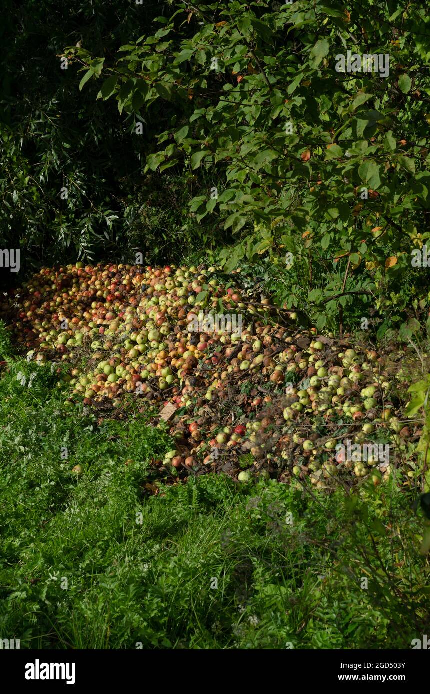 Tas de pommes pourries et mauvaises parmi l'herbe au bord de l'orientation verticale du verger Banque D'Images