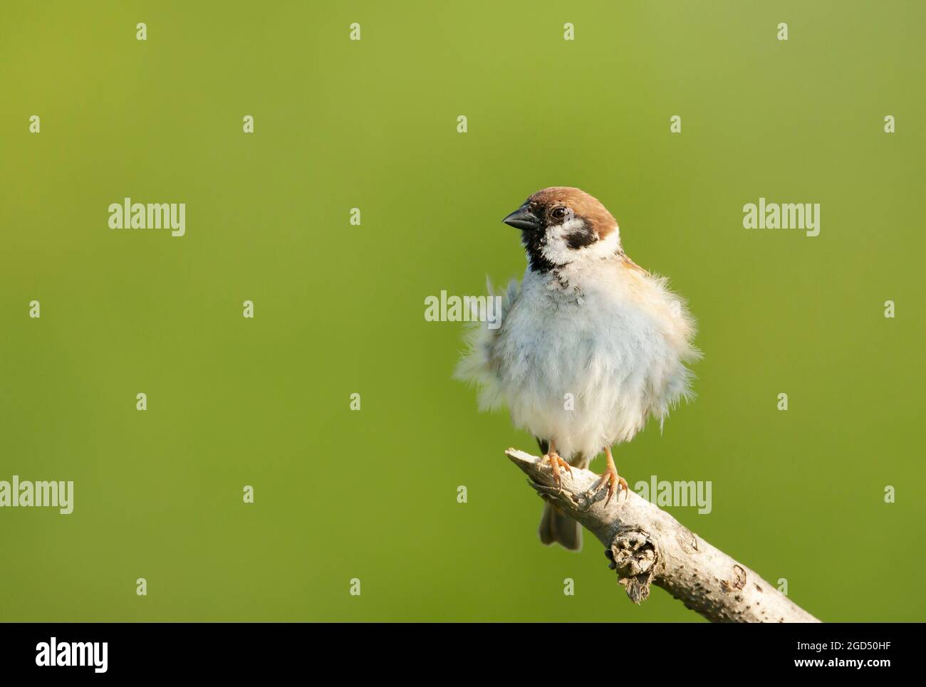 Gros plan d'un arbusteur (Passer montanus) perçant sur une branche d'arbre sur fond vert, Royaume-Uni. Banque D'Images