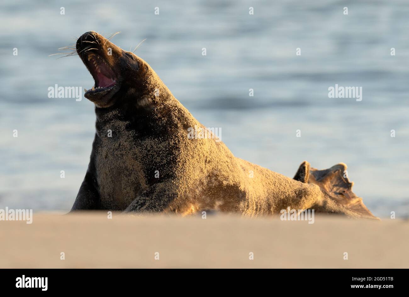 Un mâle adulte, le phoque gris (Halichoerus grypus) bâillant, Norfolk Banque D'Images