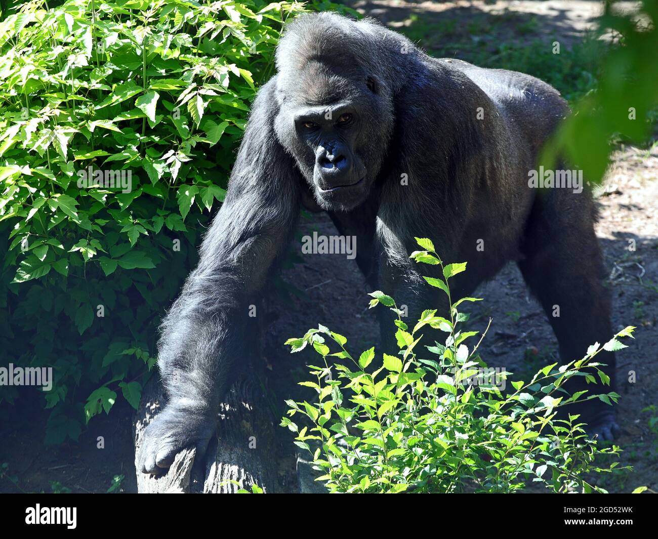 Non exclusif: KIEV, UKRAINE - 8 AOÛT 2021 - le gorille mâle surnommé Toni, qui marque son 47e anniversaire, est photographié dans sa nouvelle enceinte en plein air Banque D'Images