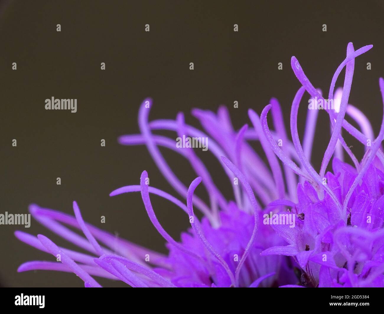 une super macro des étamines d'un liatris spicata violet avec un fond marron Banque D'Images