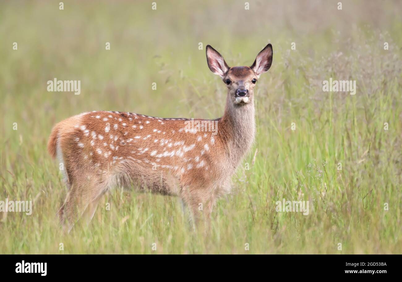 Gros plan d'un veau de cerf rouge debout dans la prairie en été, au Royaume-Uni. Banque D'Images