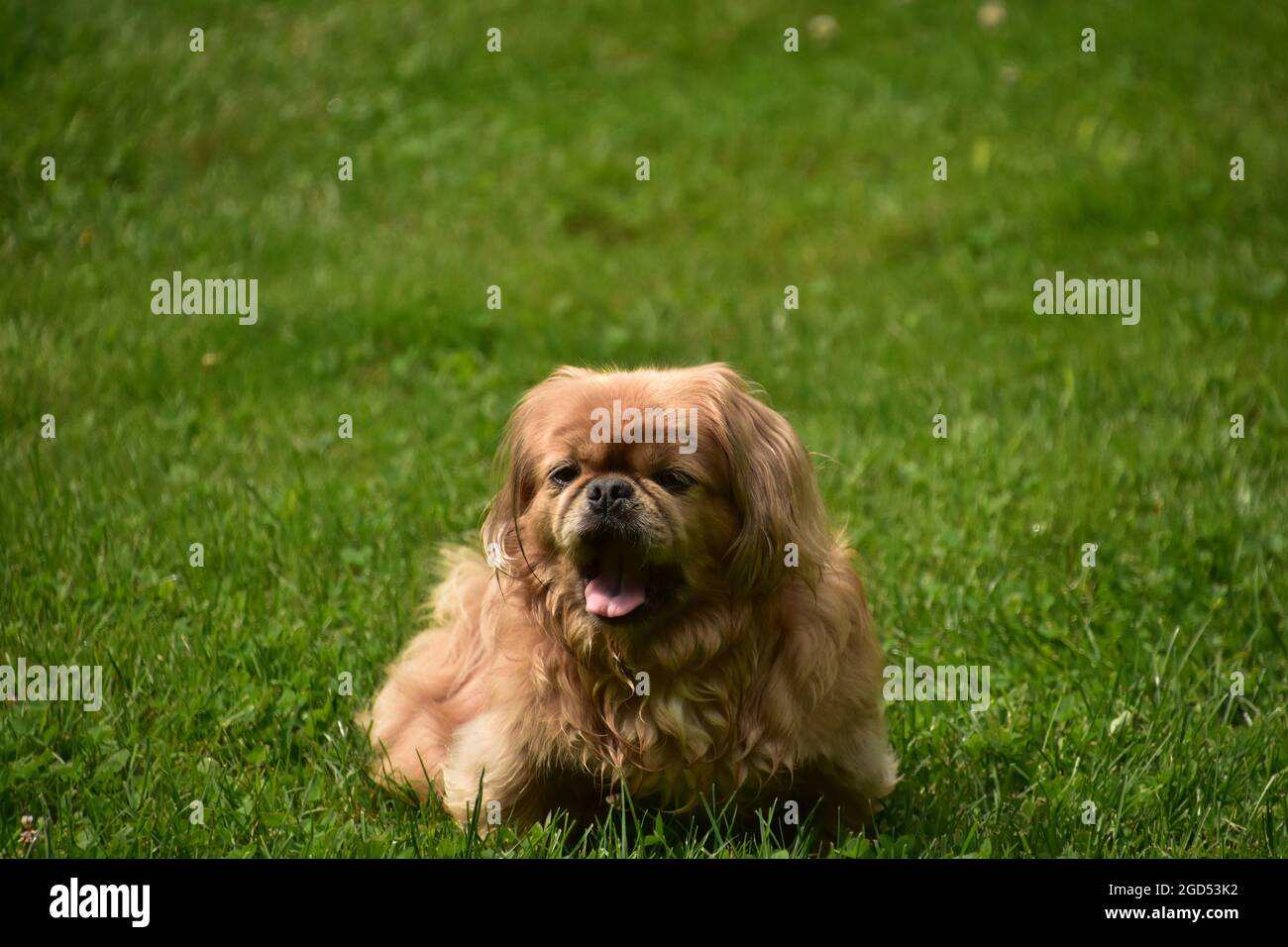 Mignon gingembre pekingese chiot chien allongé à lu0027extérieur dans 
