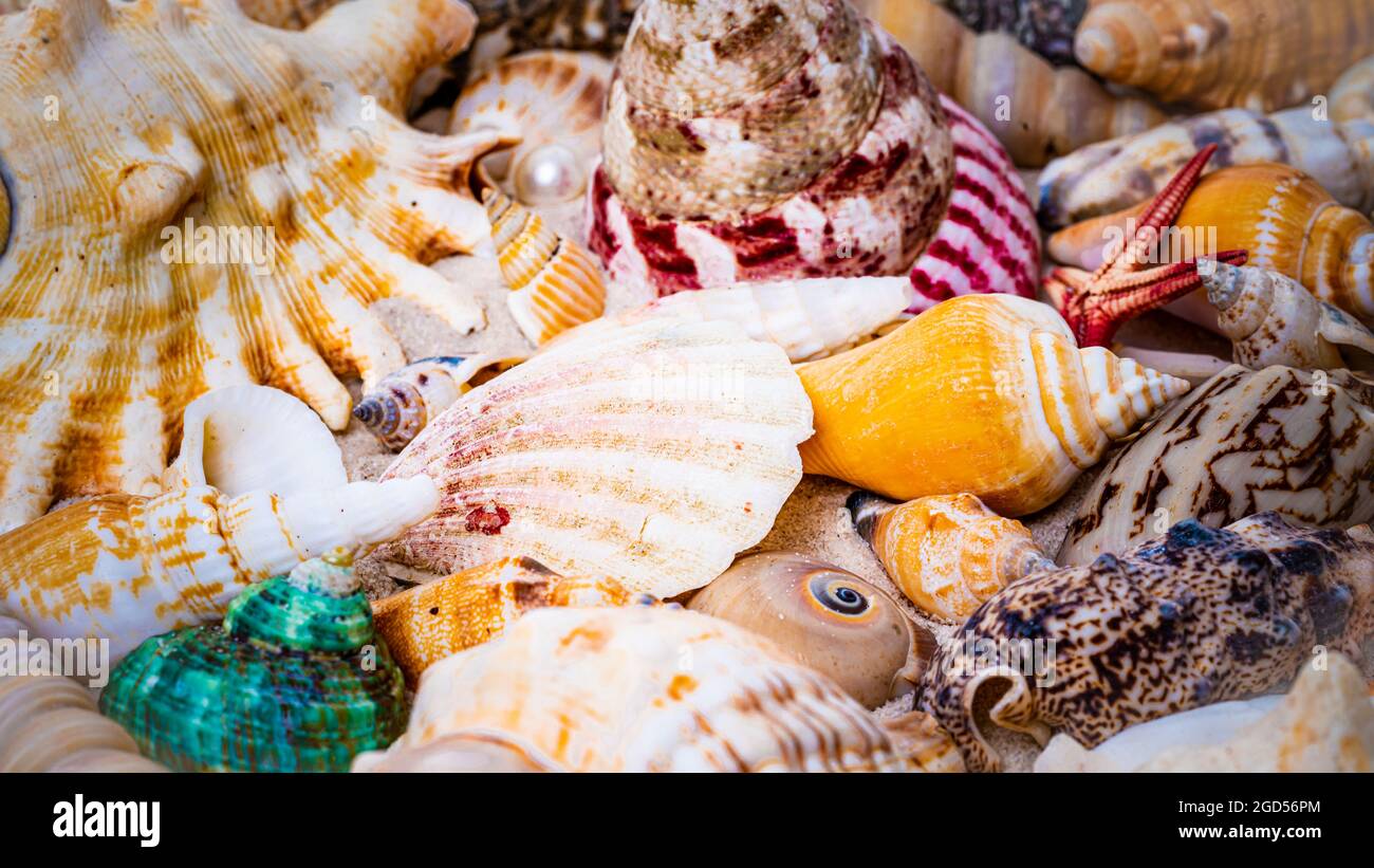 Starfish et coquillages à la plage. Plage vacances d'été arrière-plan Banque D'Images
