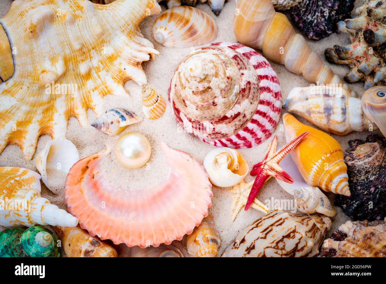 L'exotic sea shell . trésor de la mer Banque D'Images